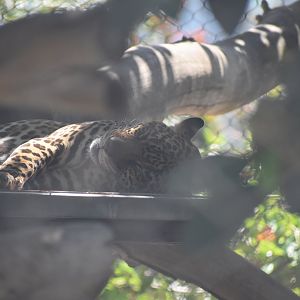 Jaguar Sleeping