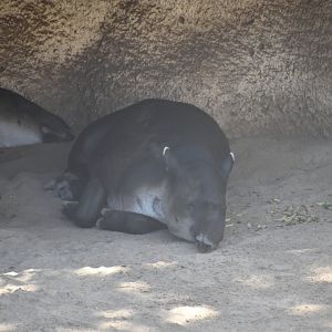 Baird's Tapir