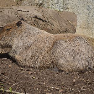 Capybara