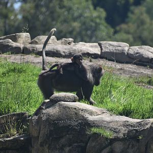 Hamadryas Baboon Mom and Baby