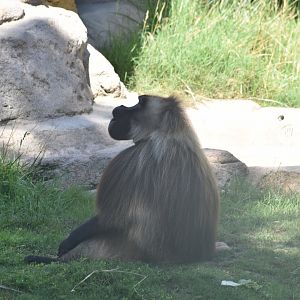 Gelada