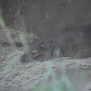 Fossa