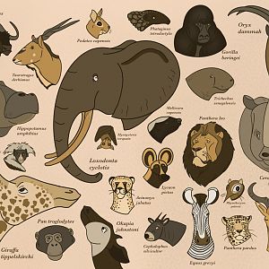 An Assortment of African Mammals