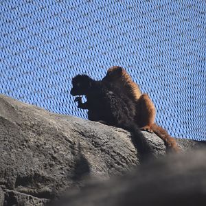 Blue-eyed Black Lemurs