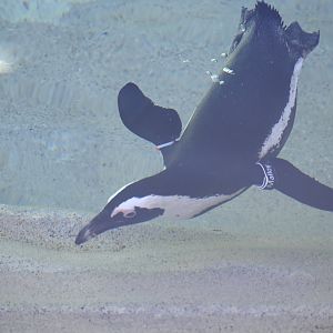 African Penguin