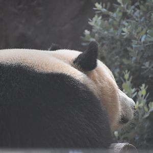 Giant Panda (Yun Chuan)