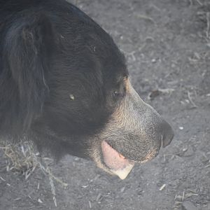 Sloth Bear