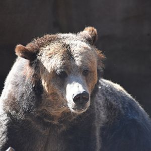 Grizzly Bear