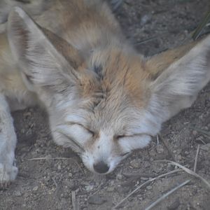 Fennec Fox