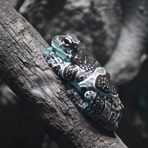 Amazon Milk Frog