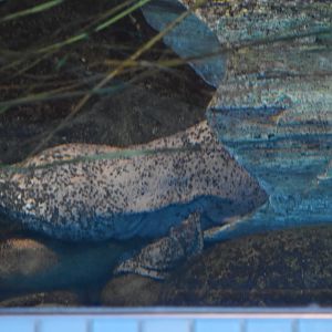 Chinese Giant Salamander