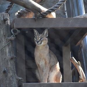 Caracal
