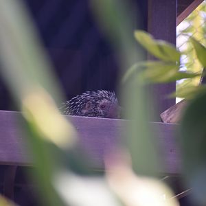 Brazillian Prehensile Tailed Porcupine