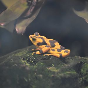 Panamanian Golden Toad