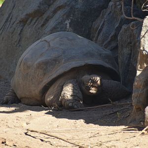 Galapagos Giant Tortoise