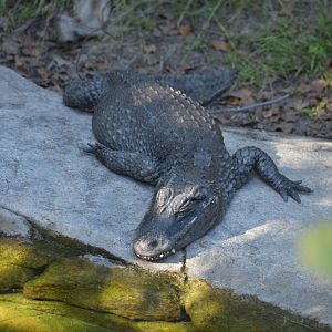 Chinese Alligator
