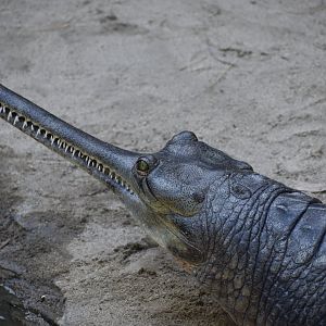 Gharial