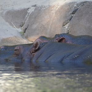 Hippopotamus