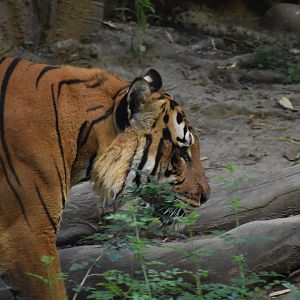 Malayan Tiger