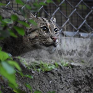 Fishing Cat