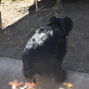 Sloth Bear Taking a Dump