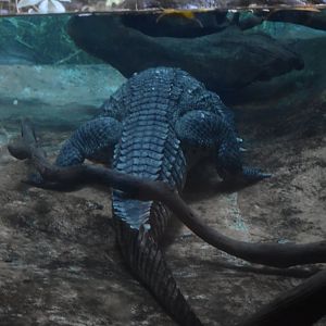 Siamese Crocodile