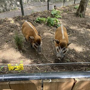 Red river hogs 22.6.25