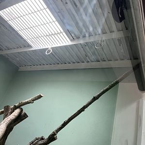 Binturong in a weird place 22.6.25