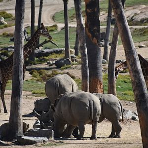 Southern White Rhinos and Giraffes