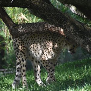 Cheetah