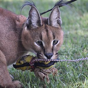 Eckard the Caracal