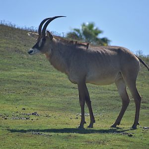 Roan Antelope