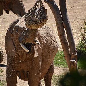 African Bush elephant