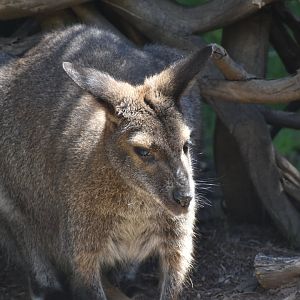 Red-necked Wallaby