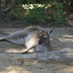 Eastern Grey Kangaroo