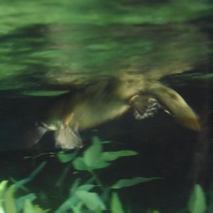 Blurry Platypus