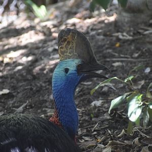 Southern Cassowary
