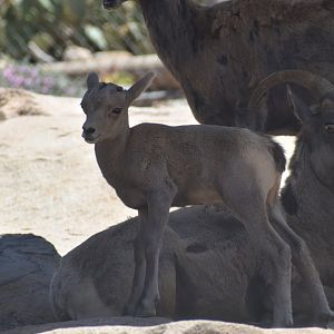 Baby Bighorn Sheep