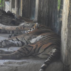 Sumatran Tiger Juvenile and Mom