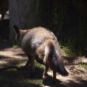 Bat-eared Fox
