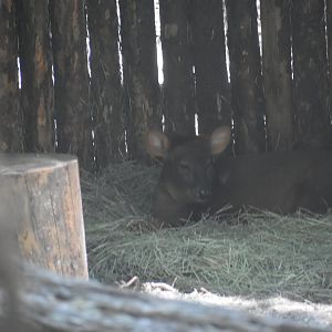 Southern Pudu