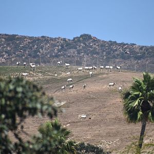 Scimitar Horned Oryx