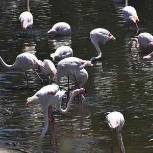Greater Flamingo