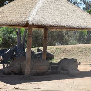 Southern White Rhino