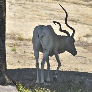 Addax