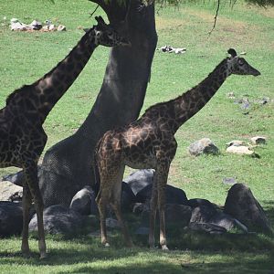 Rothschild's Giraffe