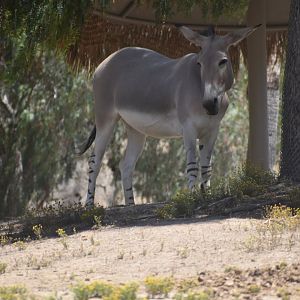 Somali Wild Ass