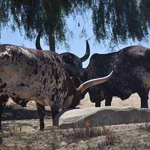 Ankole Cattle