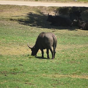 Cape Buffalo