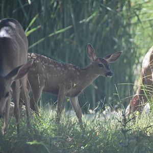 Wild Mule Deer in African Safari